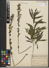 Foto von Salix purpurea L. x Salix viminalis L.